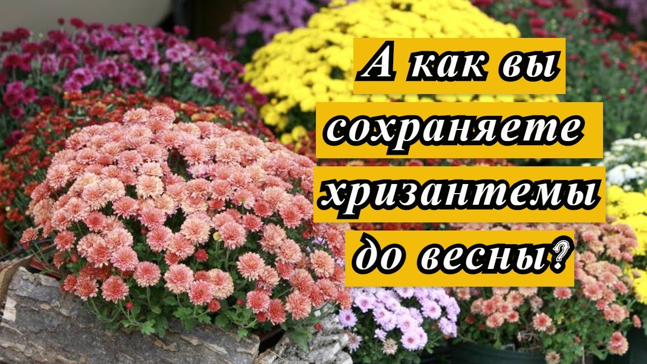 5 СПОСОБОВ ХРАНЕНИЯ ХРИЗАНТЕМ ДО ВЕСНЫ