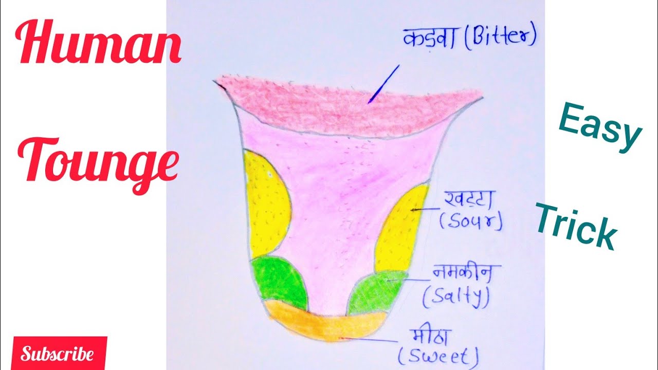How to draw Human Tounge | Human tounge drawing  | Human tounge anatomy