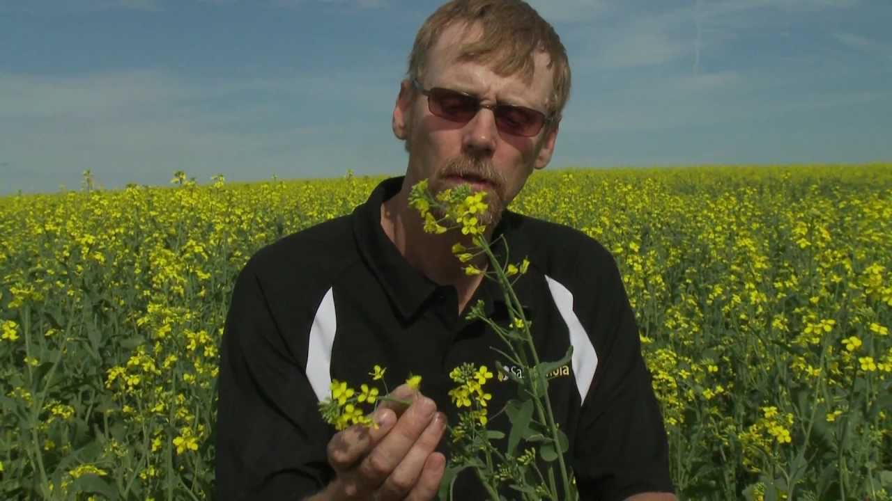Canola Farmer Tim Wiens Describes a Canola Plant YouTube