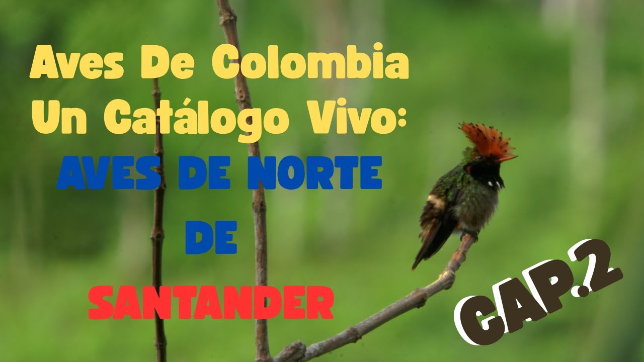 Aves de Colombia Un Catálogo Vivo Cap.2: Aves de Norte De Santander