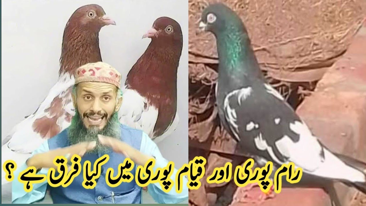 Desire Fulfilled: Amjad Ali's Official Guide to Rampuri Pigeons
