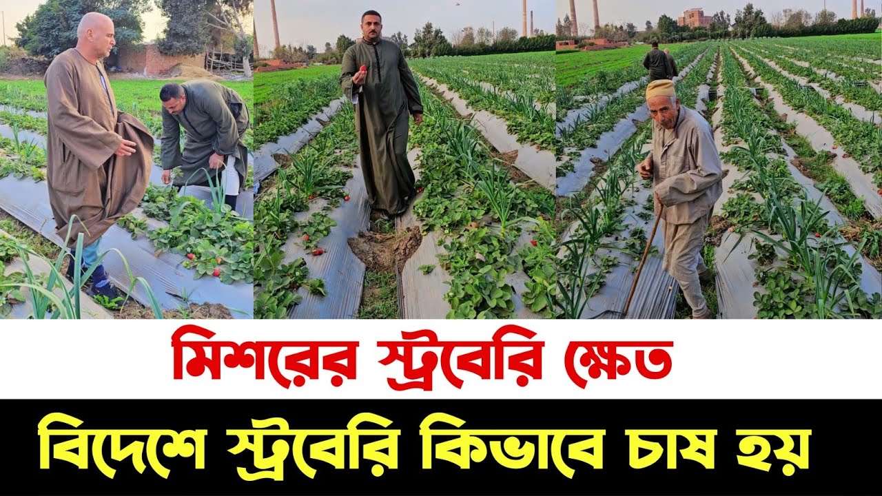 মিশরে কিভাবে স্ট্রবেরি চাষ হয়