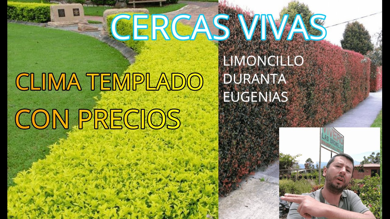 LAS MEJORES CERCAS VIVAS CLIMA TEMPLADO. DURANTA, LIMONCILLO, EUGENIAS, CON PRECIOS DE VIVERO
