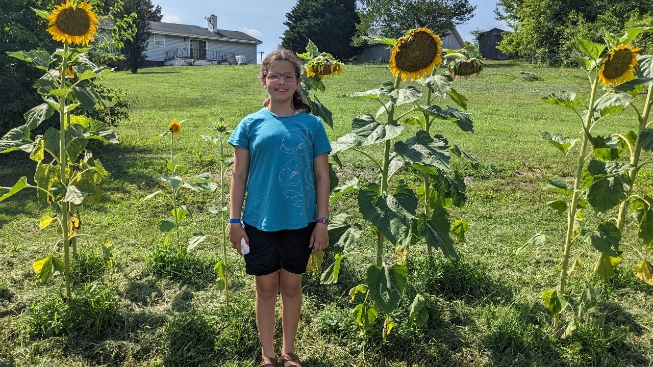 Mammoth Russian Sunflowers and Mammoth Grey Stripe Sunflowers.