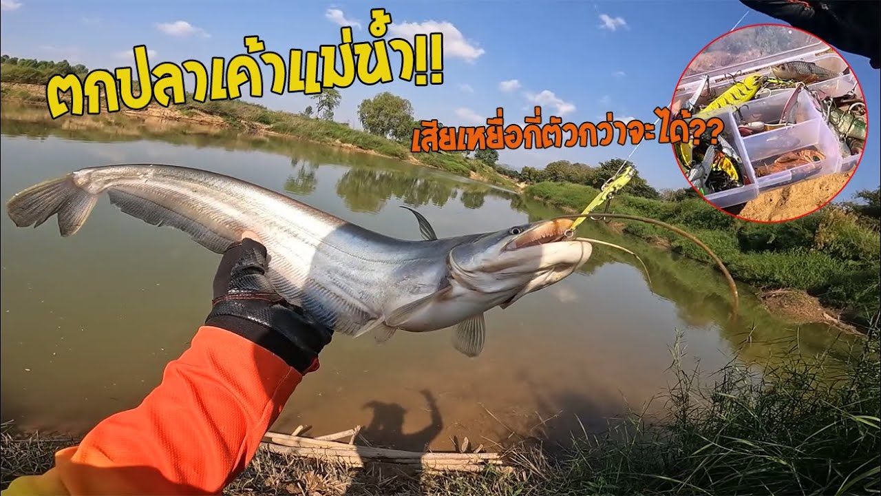 ตกปลาเค้าแม่น้ำหมายธรรมชาติ ขนเหยื่อกระดี่ไปเท่าไหร่?? กว่าจะได้ตัว?? ตัวแรกที่ตั้งใจไปตก!!