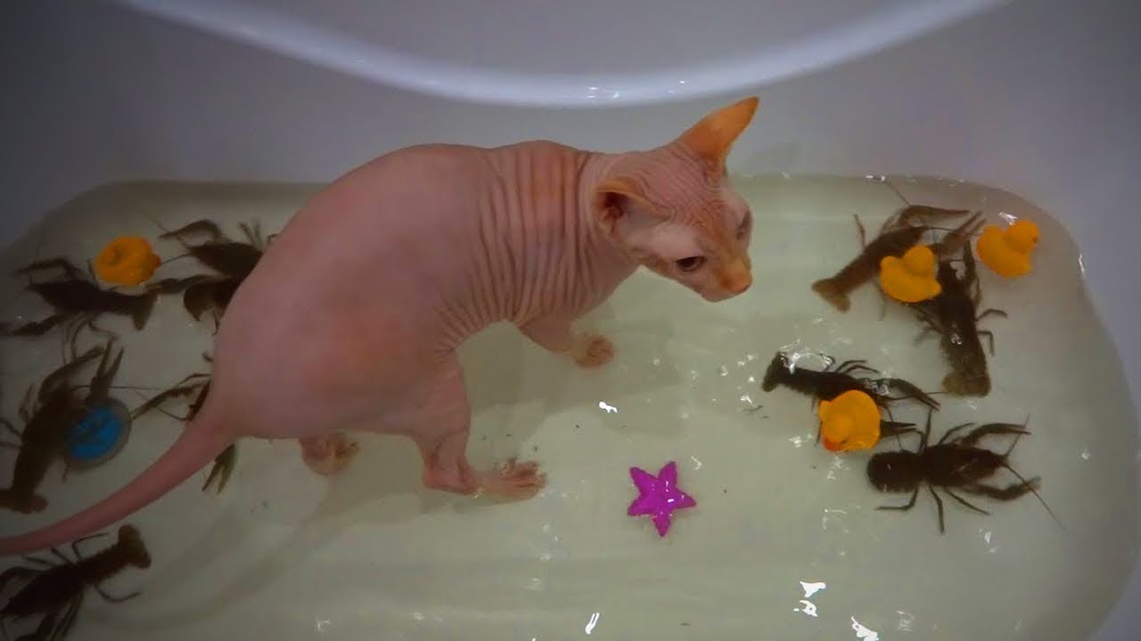 Funny Hairless Cats 😹 Funny Sphinx Cats Fails (Part1) [Epic Life]