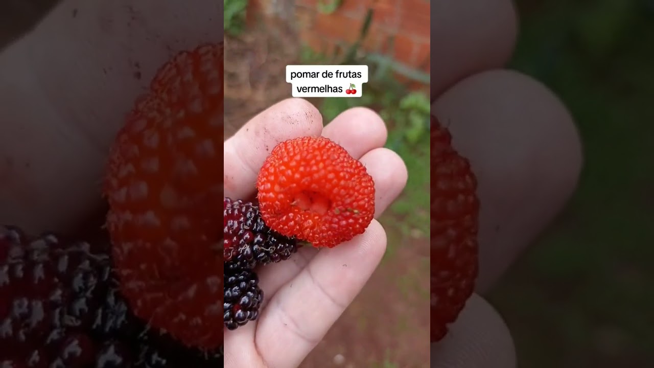 meu pomar de frutas vermelhas #amoras #frutasvermelhas #framboesa #terapia #mirtilo