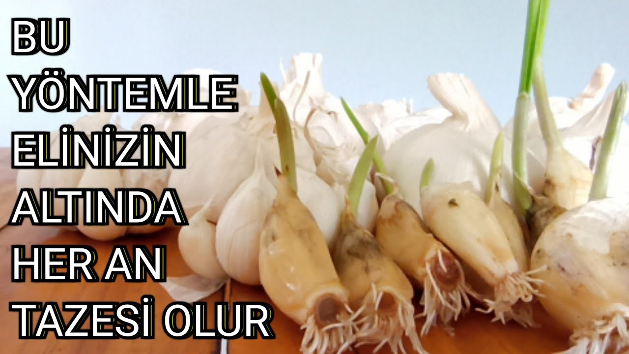 Saksıda Sarımsak