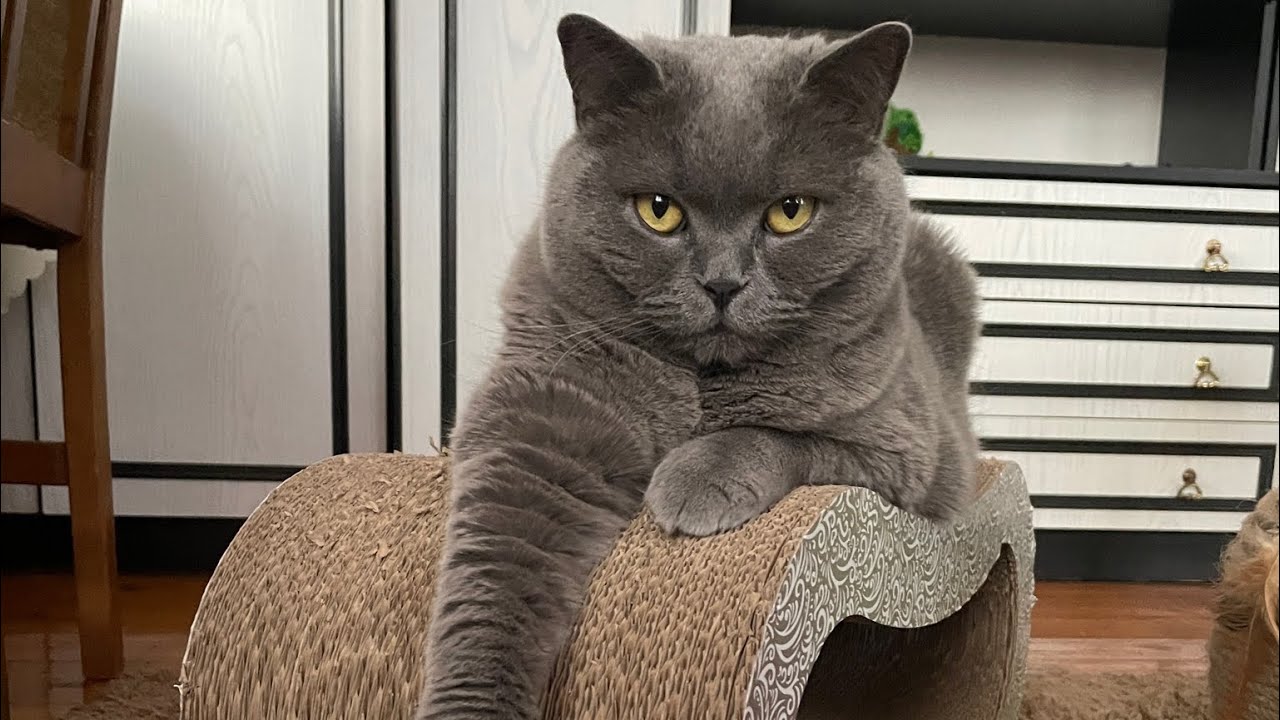 Wow! What A Great British Shorthair Cat😺  Pyzia😻   #cat #cats #britishshorthair 