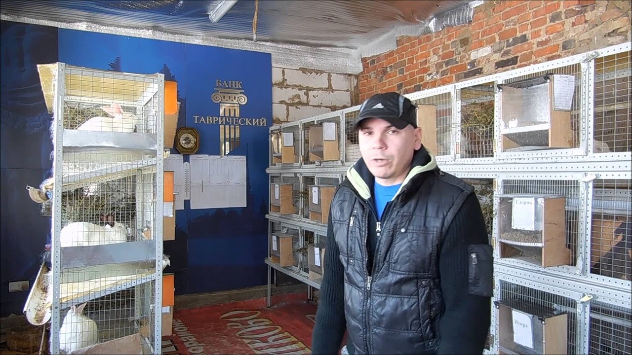 Покупка кроликов для разведения.