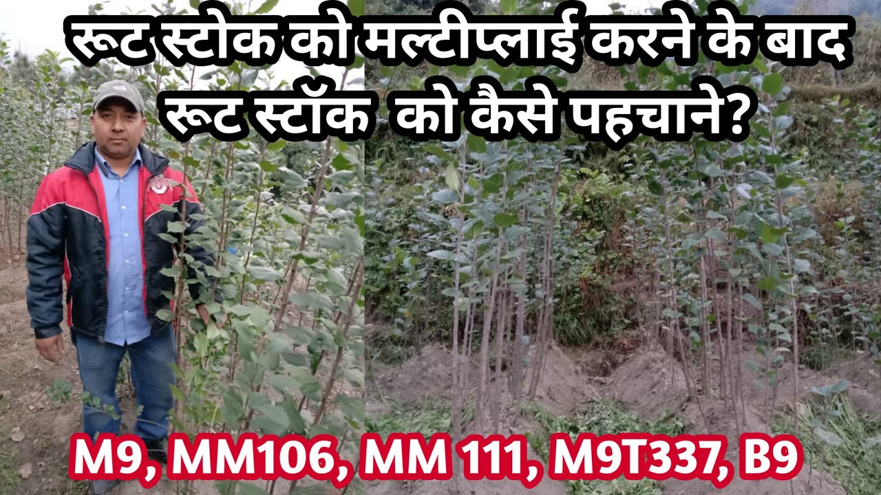 रूट स्टोक को मल्टीप्लाई करने के बाद रूट स्टॉक  को कैसे पहचाने?  M9, mm106, mm 111, m9T337 , B9