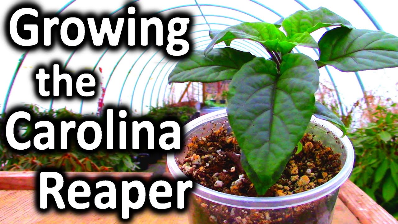GROWING THE CAROLINA REAPER PEPPER PLANT: Indoor Growing With the  ViparSpectra LED Grow Light