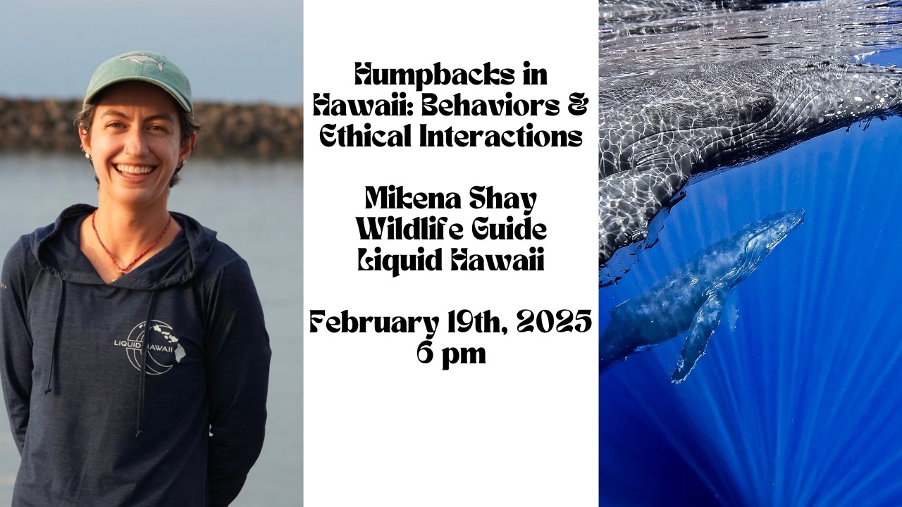 ReefTalk: Humpbacks in Hawaii: Behaviors & Ethical Interactions
