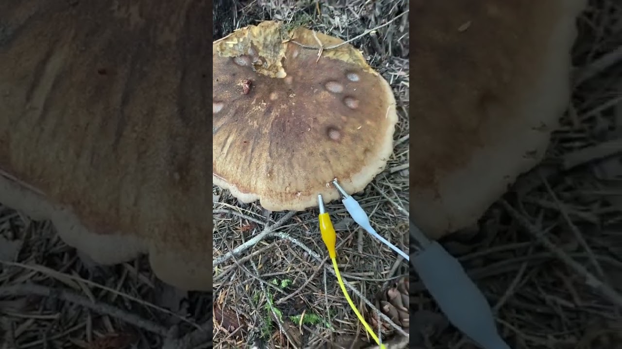 Modern Biology - Mushroom communications 🎶✨ A hefty velvet pax