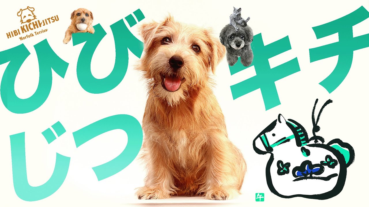 愛犬吉  2026年元旦 明けましておめでとうございます【ノーフォークテリア キチ kichi norfolkterrier dog】