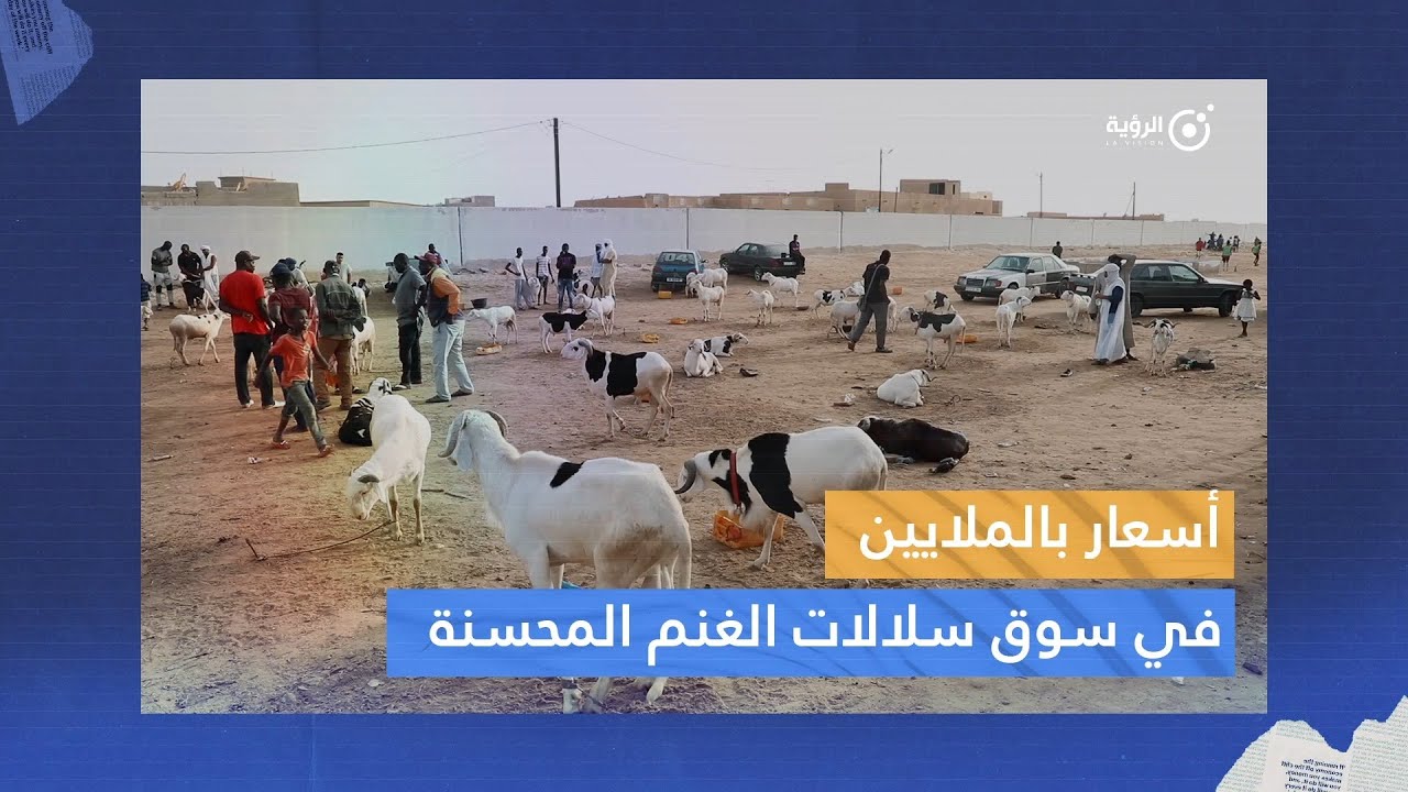 سوق سلالات الغنم المحسنة وراثيا