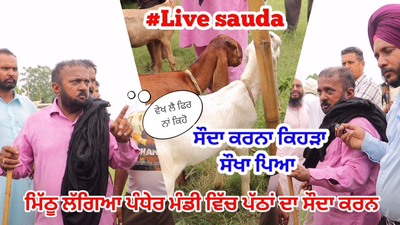 ਸਦੀਕ ਲੱਗਿਆ ਪੱਠਾਂ ਦਾ ਸੌਦਾ ਕਰਨ - Pandher Bakra Mandi goat farming - @iltilanadhuri