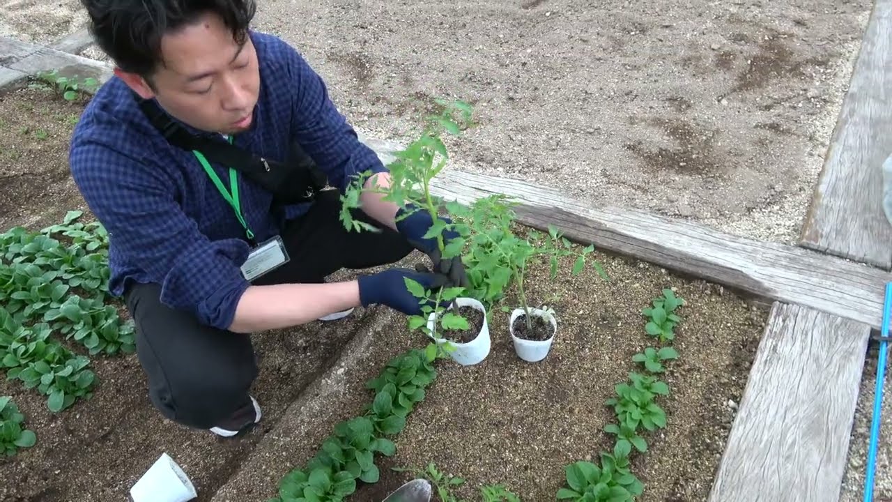 菜園だより240421アグリス成城・ジャガイモ・トマト