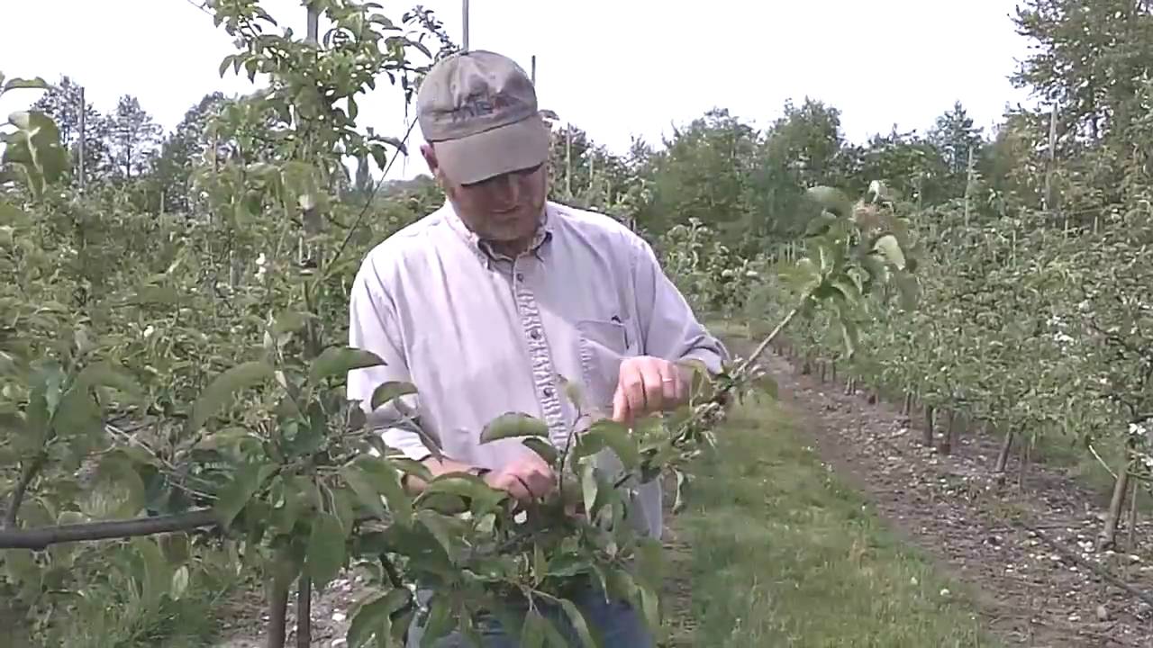 Hand Thinning Apple Trees