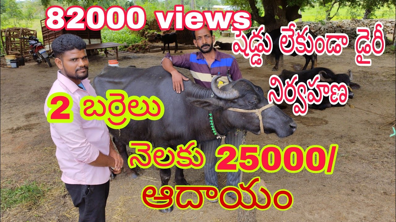 షెడ్డు లేకుండా డైరీ ప్రారంభం నెలకు 25000/- ఆదాయం /dairy farming videos #village #viral (9989066536)