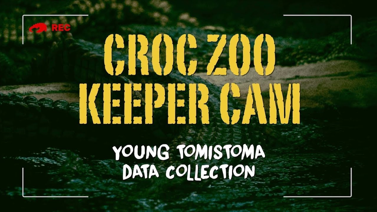 Young Tomistoma Crocodile Data Collection