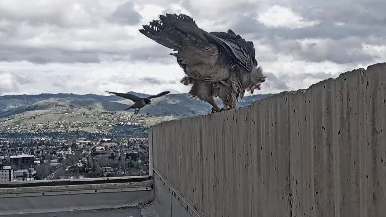 San Jose City Hall Falcons: Hartley & Monty flush out ⏏️ persistent juvenile intruder 😲 2024 Feb 18