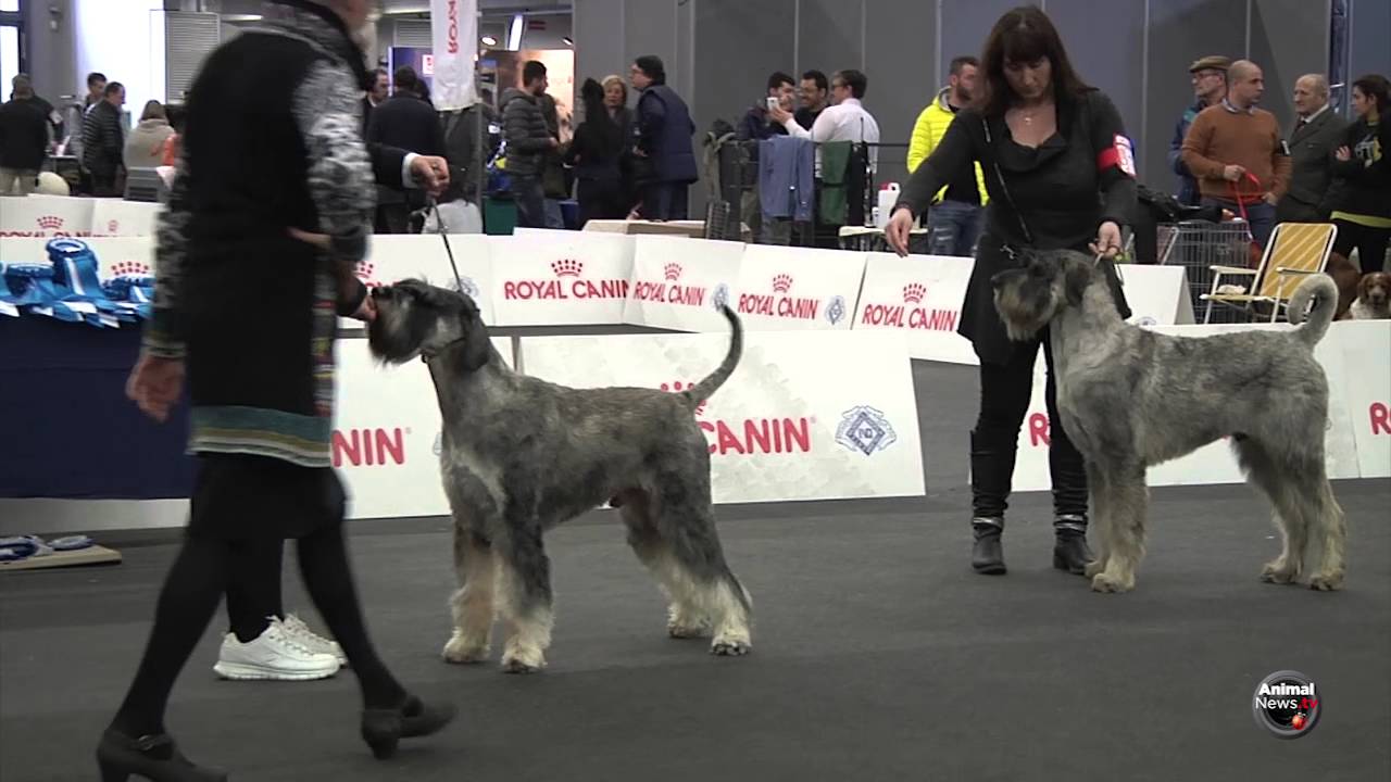 RIESENSCHNAUZER PEPE SALE