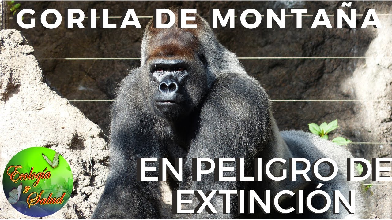 GORILA DE MONTAÑA EN PELIGRO DE EXTINCIÓN