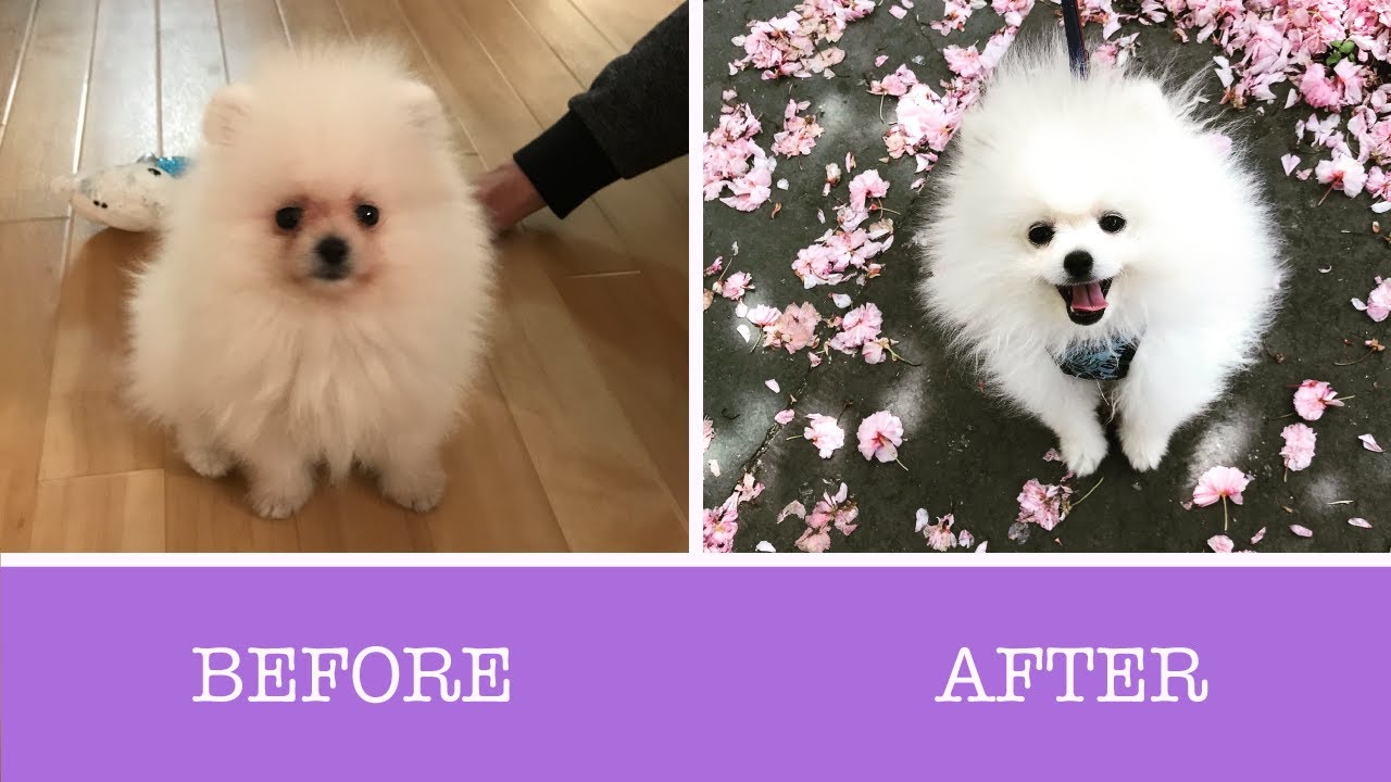 How to Remove Tear Stains on White Pomeranians