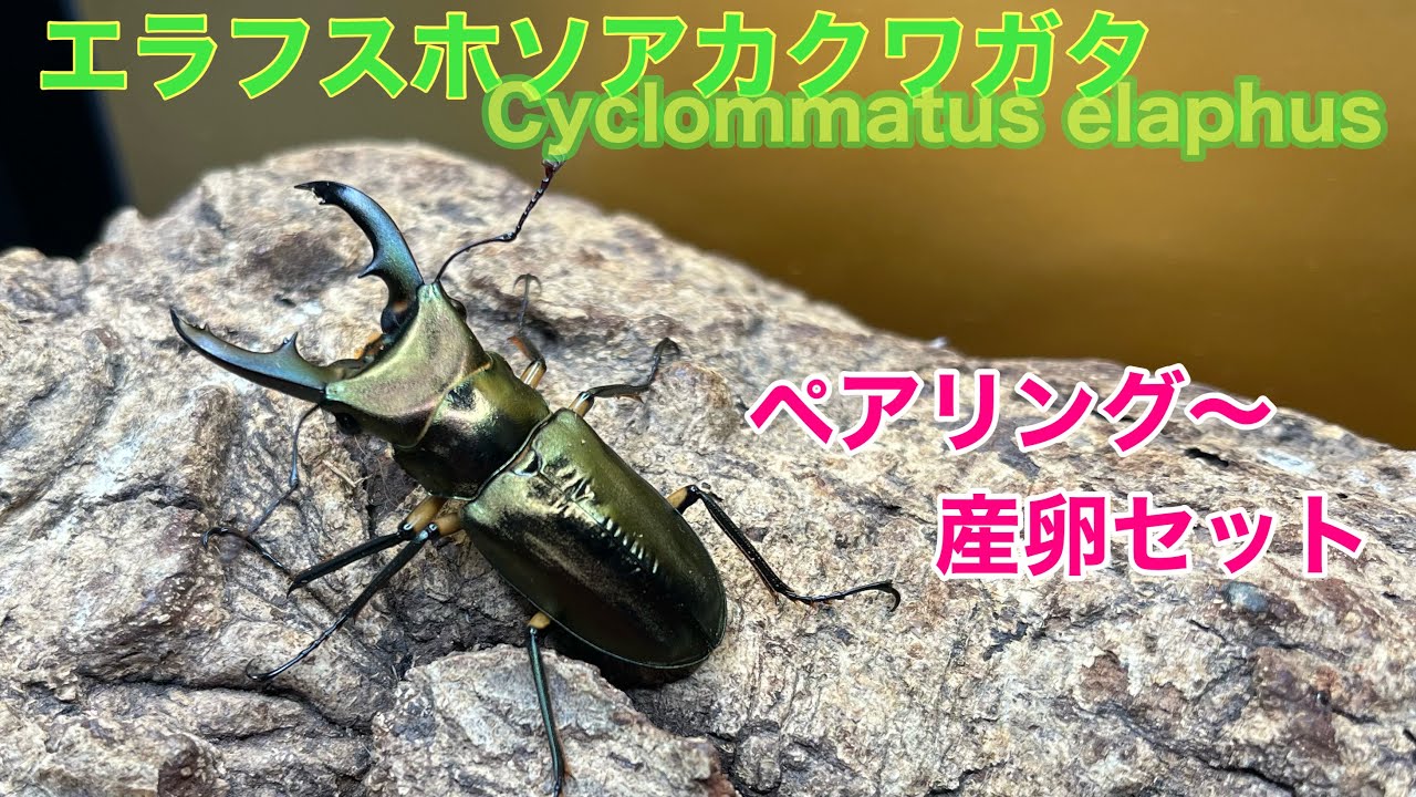 エラフスホソアカクワガタのペアリング～産卵セット