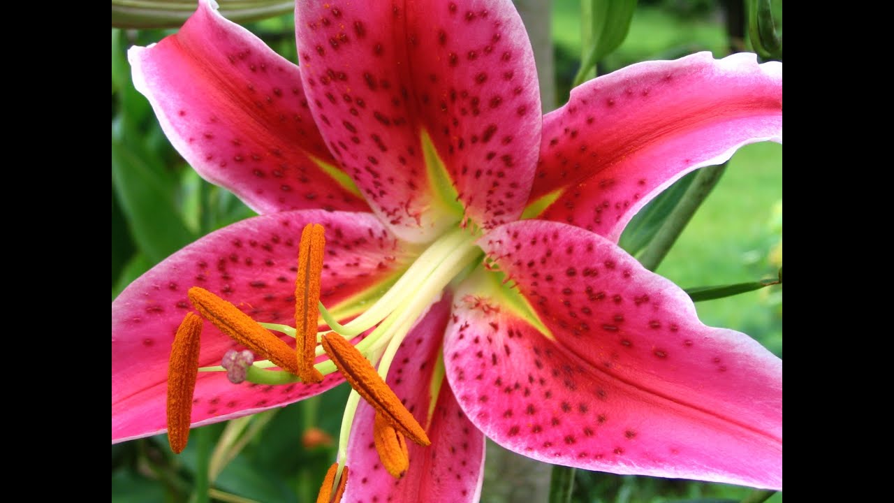 HAPPY SPRING SEASON WITH BLOOMING FLOWERS IN TIMELAPSE