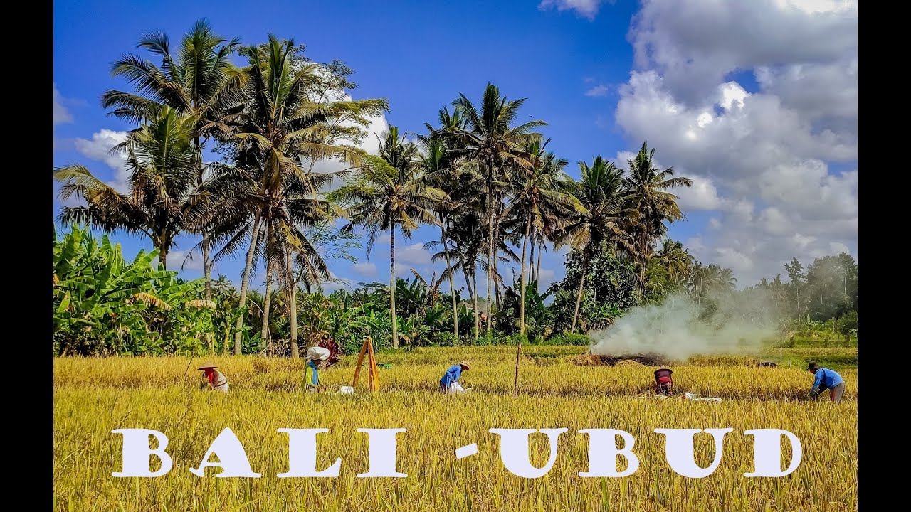 Indonesia,Bali-Ubud ( Alas Harum,Tegallalang Rice Terrace, Ubud City streets )