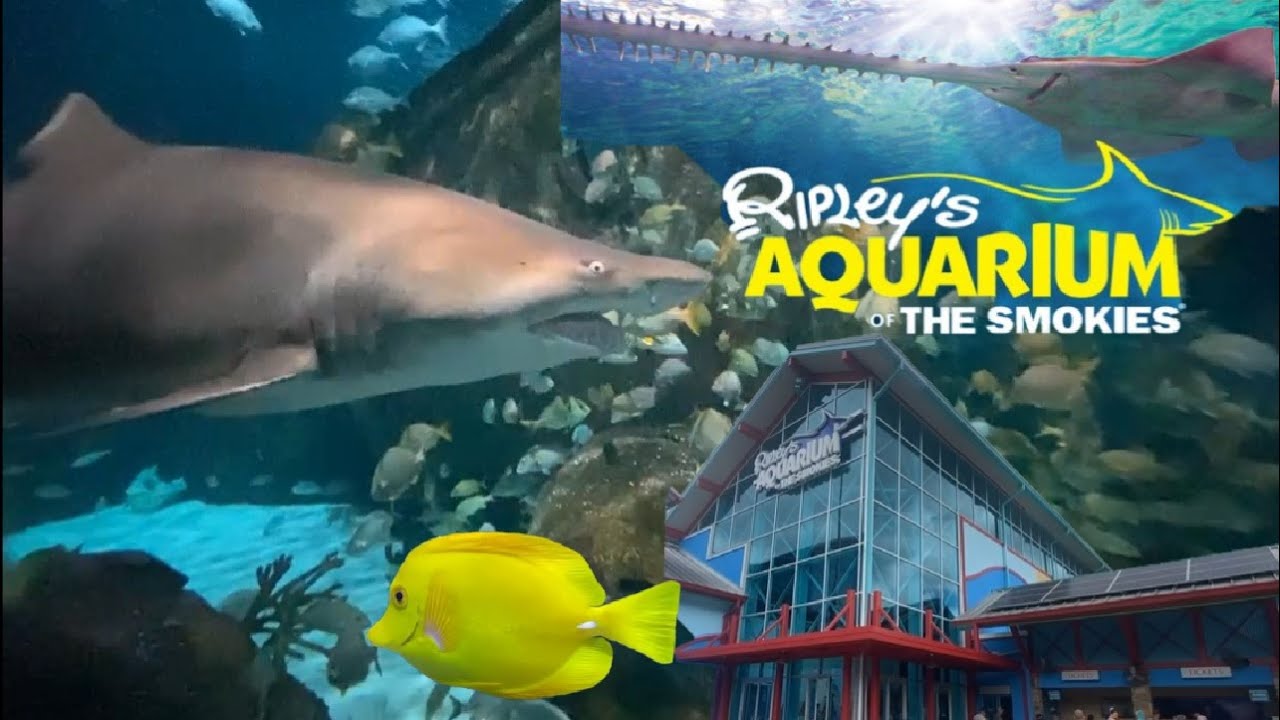 Ripley's Aquarium of the Smokies | Voted as the #1 Aquarium in America | Gatlinburg Tennessee