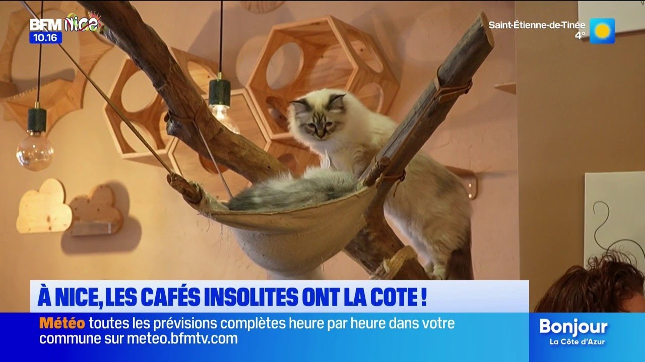Nice : les cafés insolites ont la cote !
