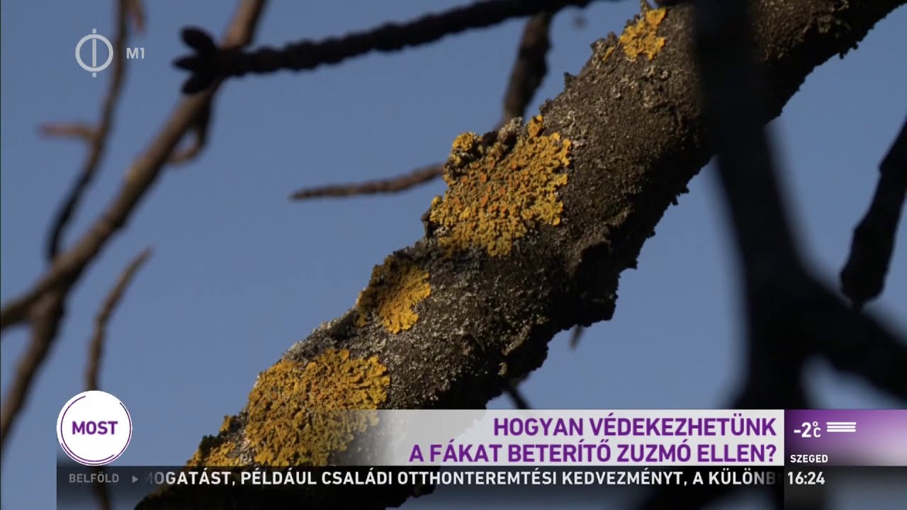 Hogyan védekezhetünk a fákat beterítő zuzmó ellen? – M1 Ma délután 2020-01-12