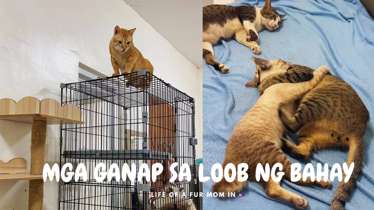 FUR-MOM LIFE UPDATE | HIRAP BUMABA SI UNCLE FIFI THEN SI CHUCHAY INIWAN NA NAMAN DIAPER HAHA 😻