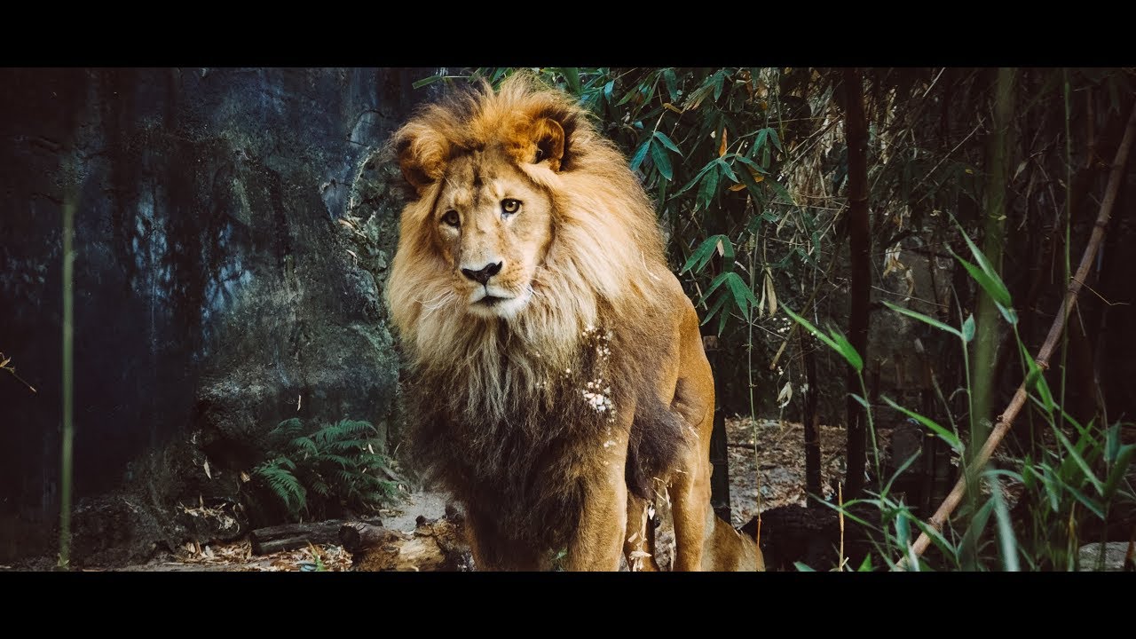 Hakuna Matata (From 