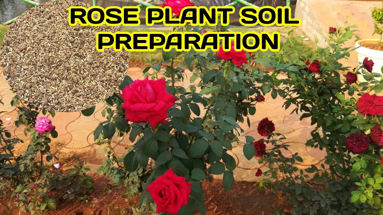 How To Make Rose Plant Soil Mix  / Best Soil Mixture For Rose Plant