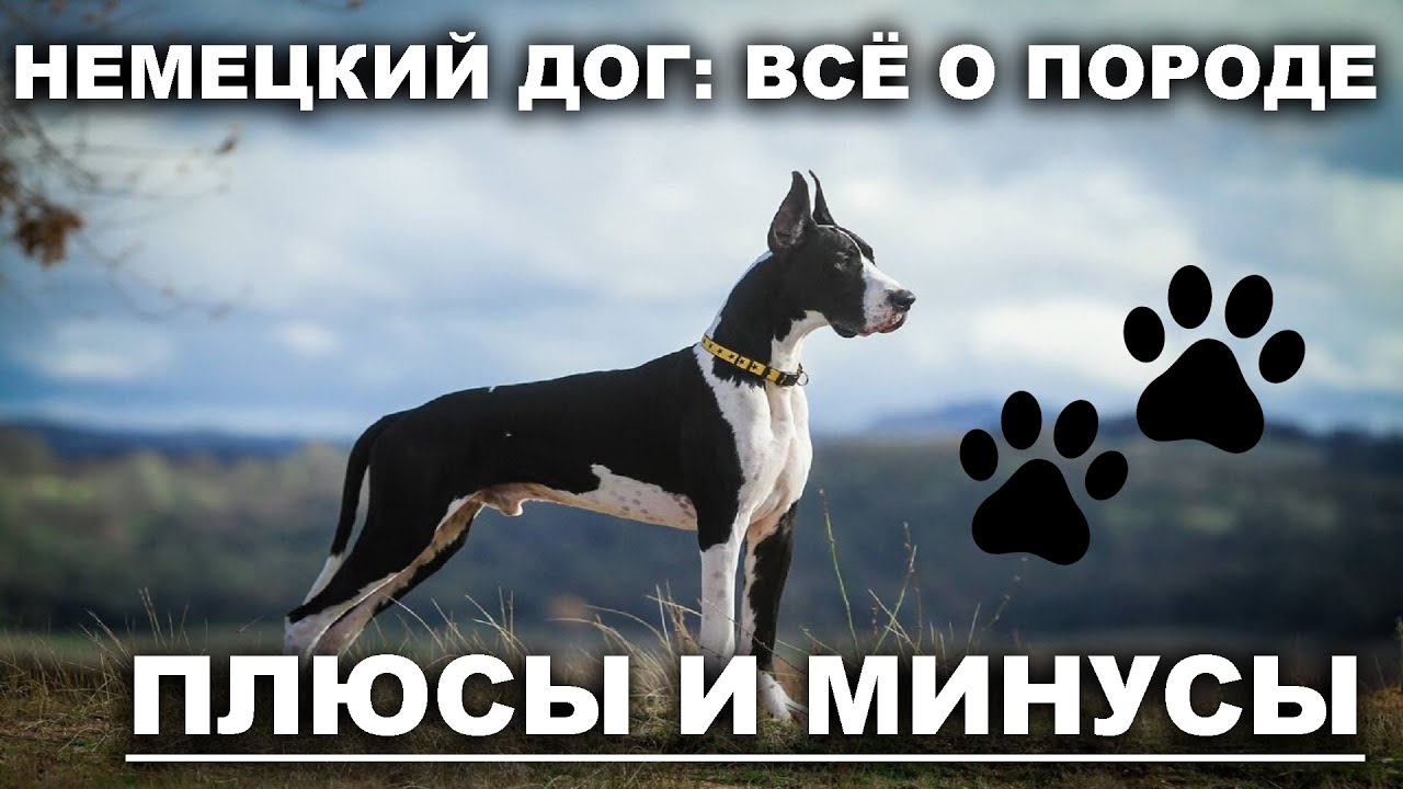 Немецкий дог всё о породе. Плюсы и минусы - лучшие породы собак.