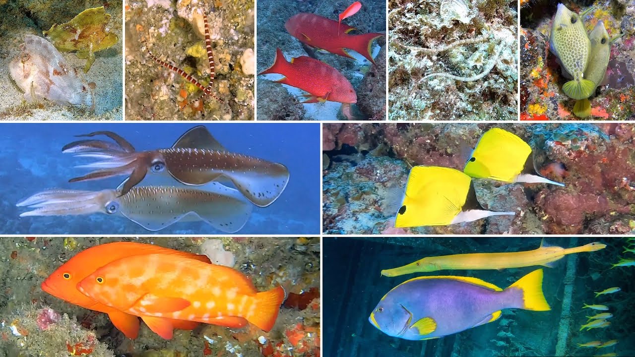Scuba Diving Mauritius - Underwater Soulmates Part 1