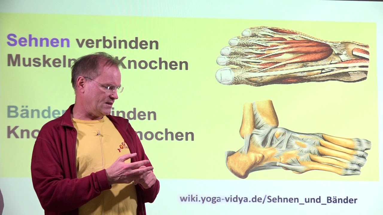 Sehnen und B&auml;nder - Muskeln und Muskeltraining mit Yoga