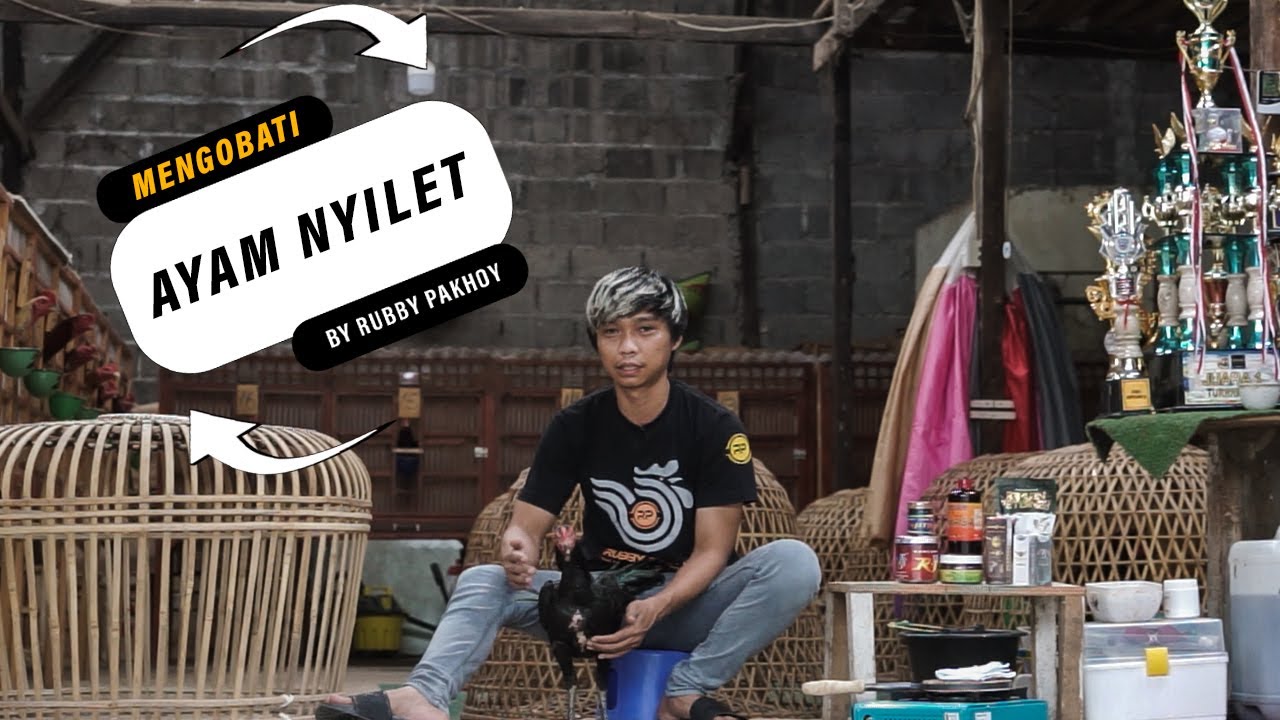CARA MENGOBATI AYAM BADAN NYILET