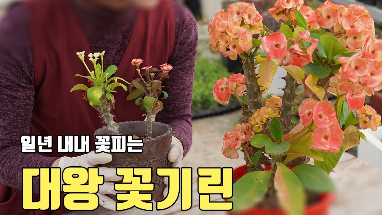 일년내내 꽃을 피우는 대왕꽃기린은 일반꽃기린과 삽목법이 다르다