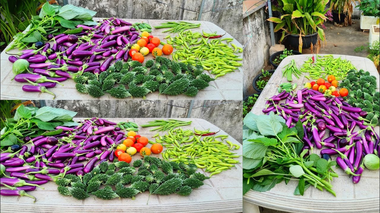 Harvesting organic vegetables |Grow Food Organic @homemakerstrategy 