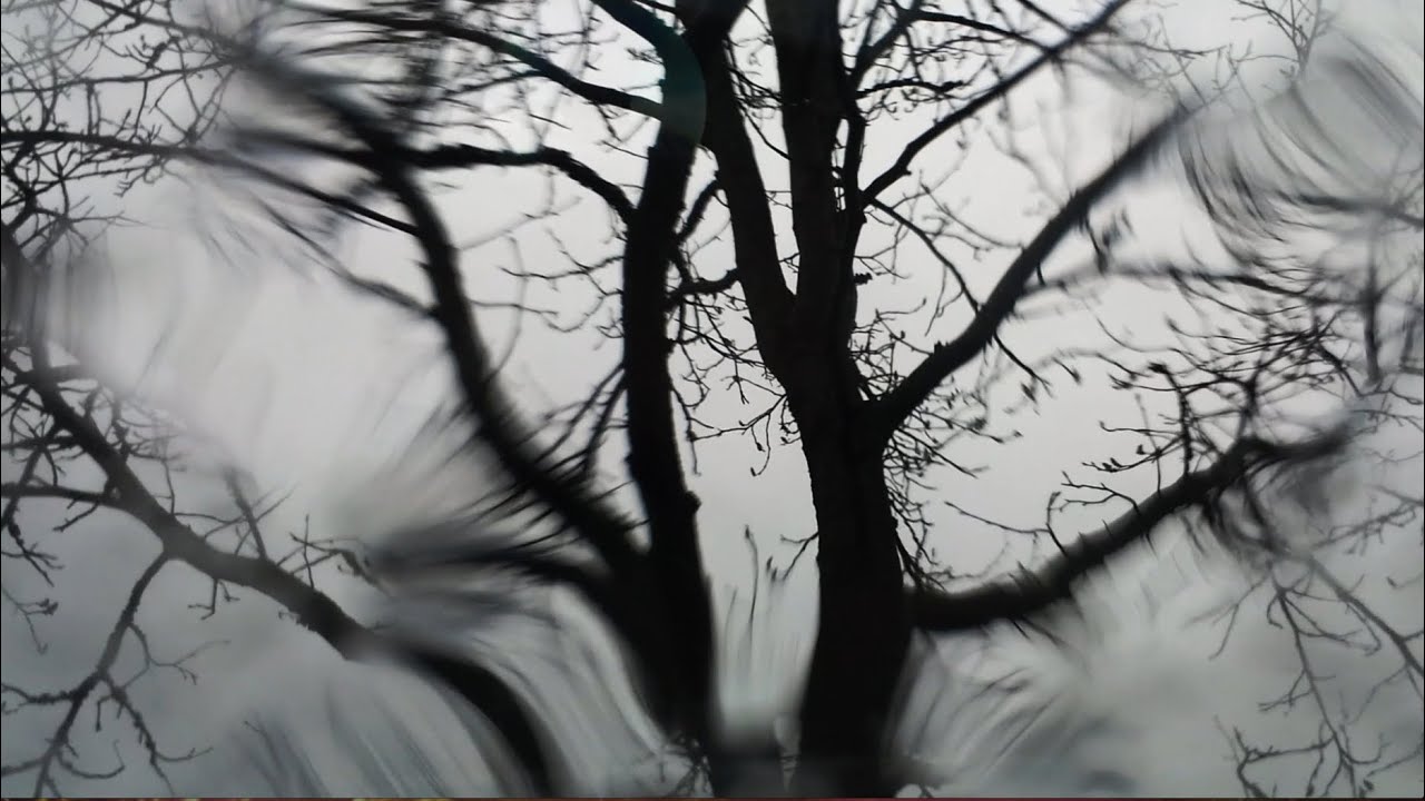 Raindrops and Raintrees