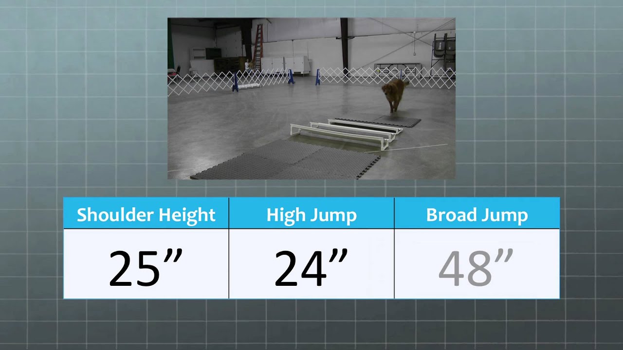 2k. Determining Jump Height: Oregon 4-H Dog Obedience Project