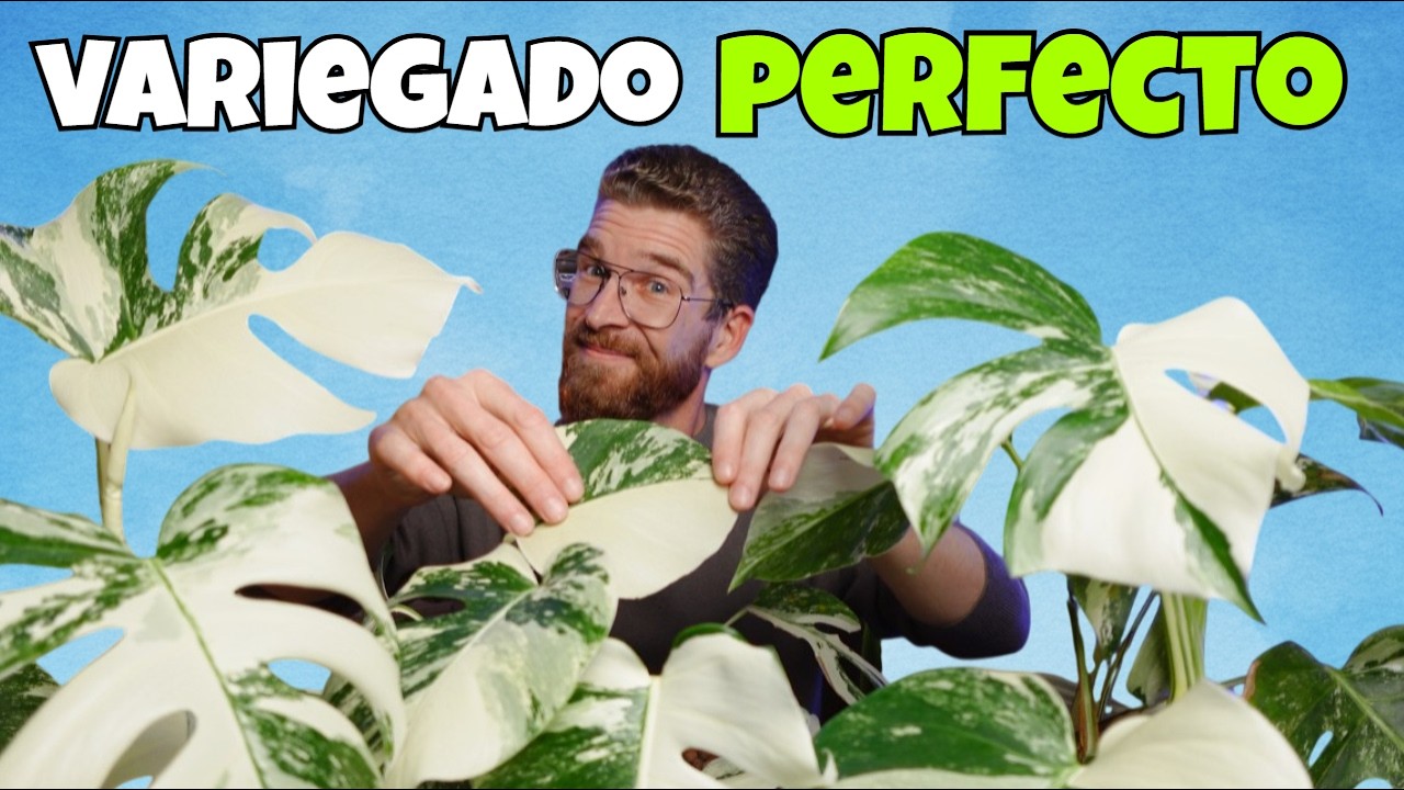 Monstera Albo: Cómo mantener el blanco de tus hojas