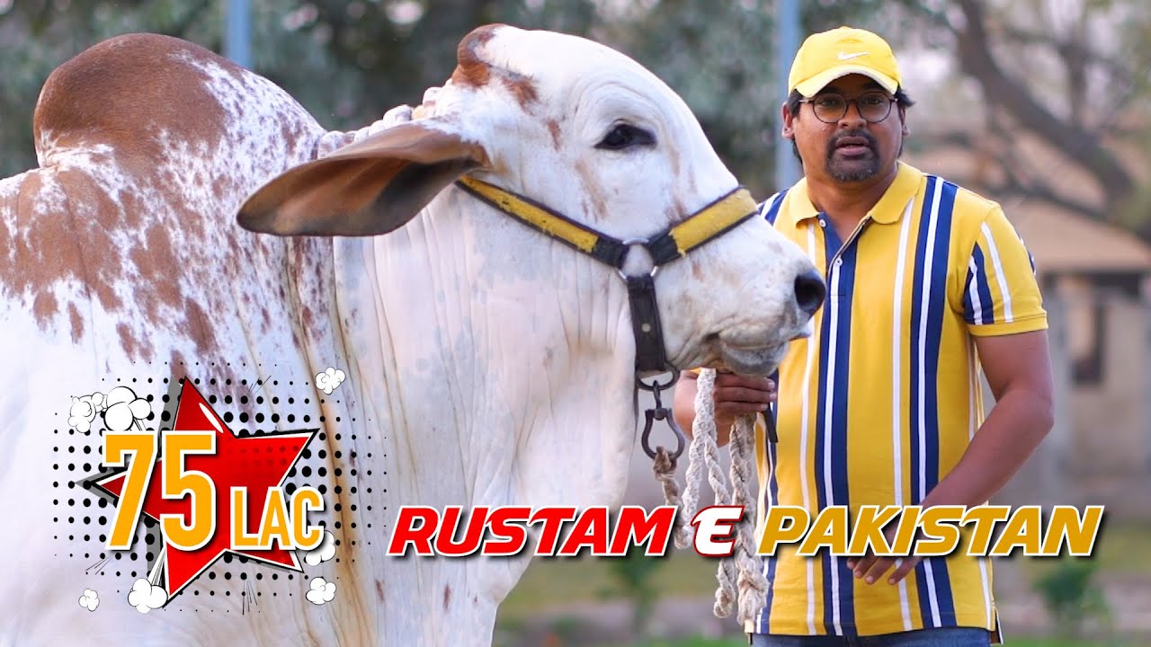75 Lakh Baby Bull 😳 (RUSTAM E PAKISTAN)