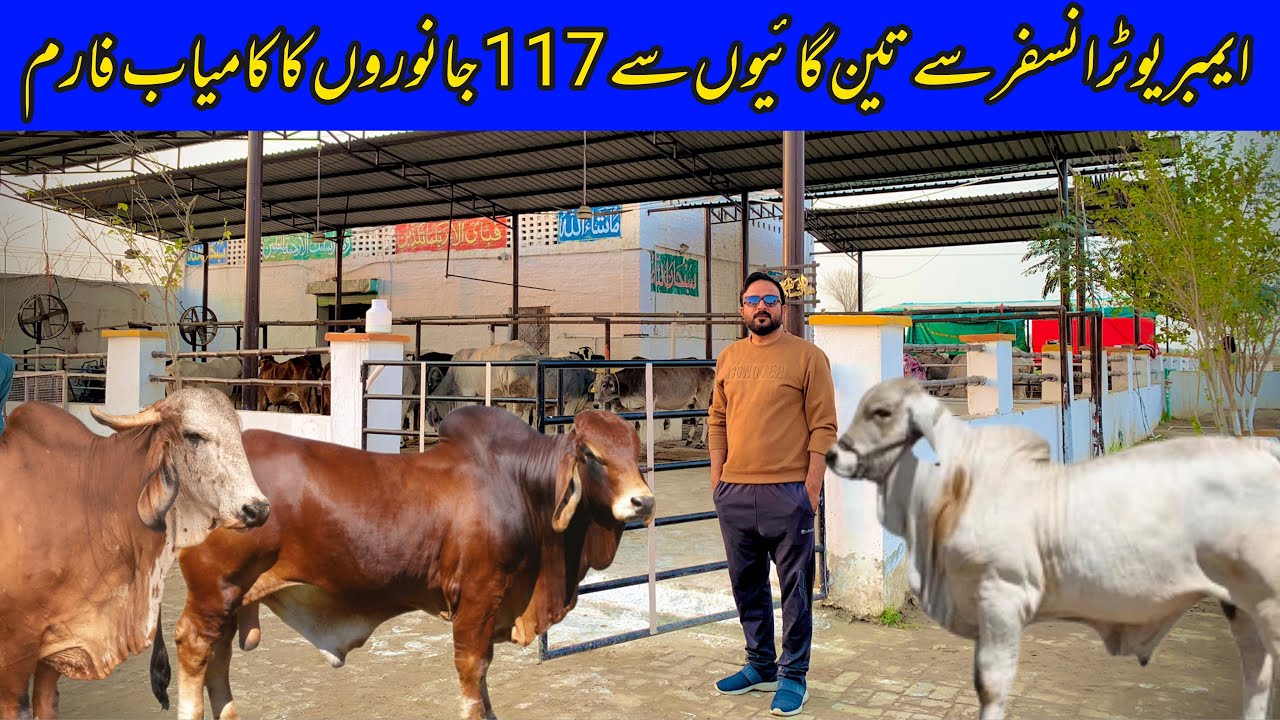 4 Cows say 117 Brahman Animals Ka Kamyab Farm Embryo Transfor technology Used In This Farm