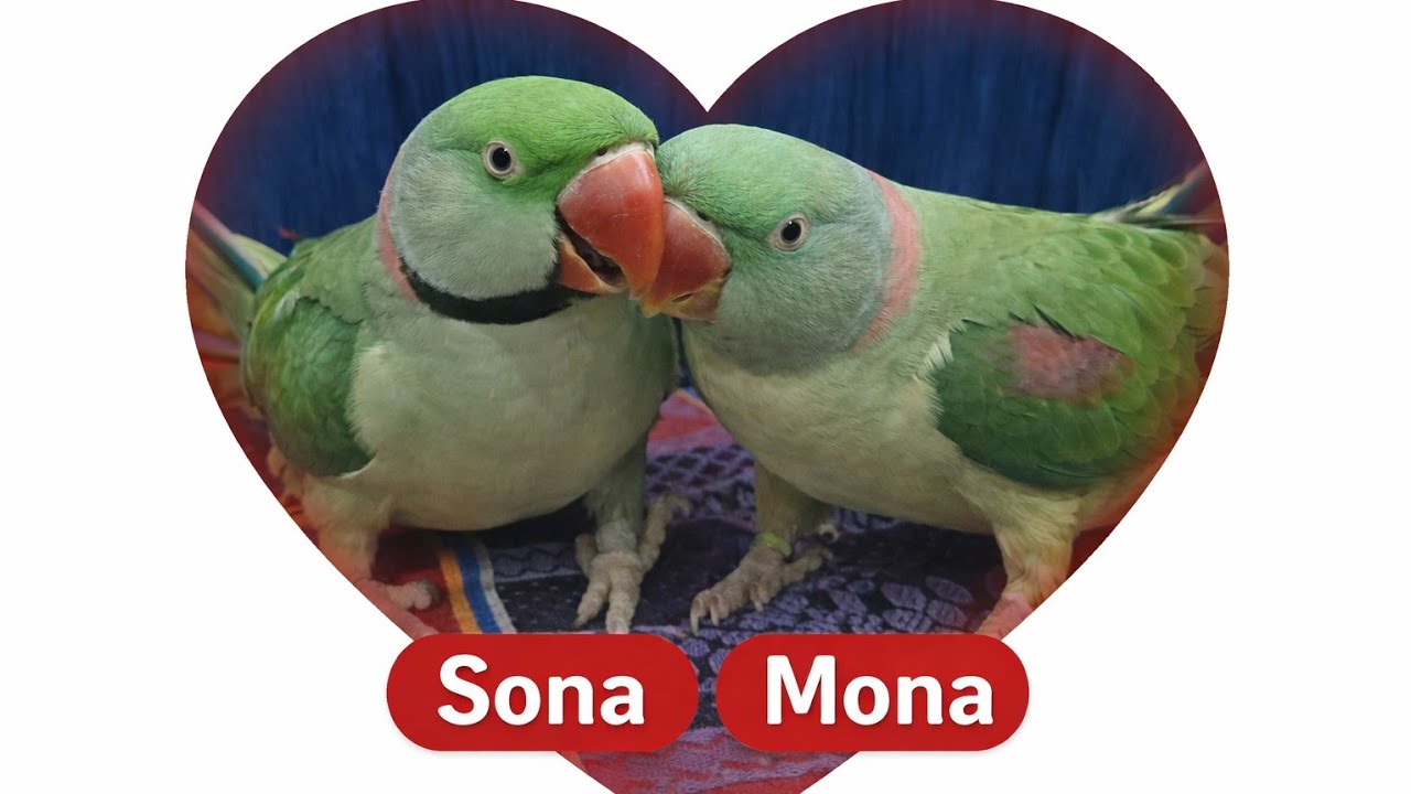 Radhe Radhe! Live Parrot Cam 🦜 | Non Stop Talk & Fun 🔴 Live Bolta Parrot – Real Time Reaction 🦜